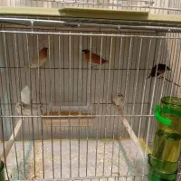 فنچ بنگالی نر