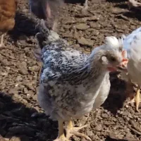جوجه مرغ و خروس محلی گلپایگانی و جهادی 2ماهه