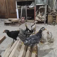 چوری،دوتک