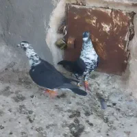 کبوتر|پرنده|تربت‌حیدریه, پائین ولایت|دیوار