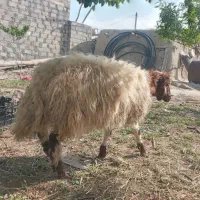 بره نر ترکیه