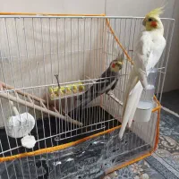 عروس هلندی جفت