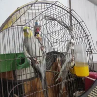 دو عدد عروس هلندی نر