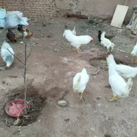 مرغ و خروس