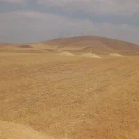 خوراک گوسفند کاه دیم