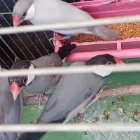درود فنچ مصری