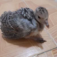جوجه بوقلمون