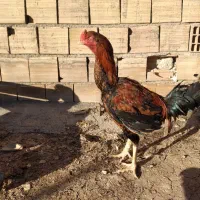 خروس لاری اصل یک سال نیم