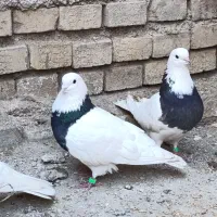 طوقی همدانی