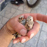 جوجه سهره