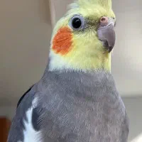 یک جفت عروس هلندی با قفس