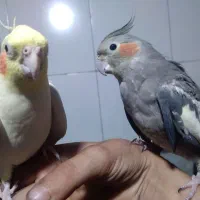 عروس هلندی