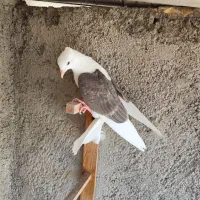 هفت رنگ