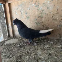 کبوتر|پرنده|ابهر, |دیوار