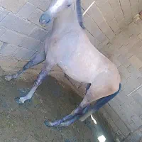 حصان للبیع