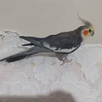 جفت عروس هلندی روتخم