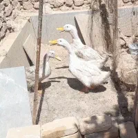 فروش ۳ عدد اردک