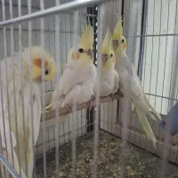 عروس هلندی اهلی