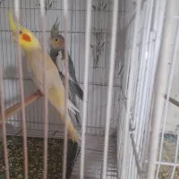 جوجه نرمه خور عروس هلندی