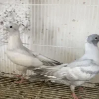 یهودی زرد،ذات دنش،دوتا موشی نقره ای کاکل،پلنگ کاکل