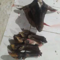 کله پاچه. سیرابی. جگرسفید