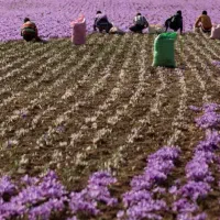 اجاره-نیم-هکتار-زمین-با-آب-درجعفرآباد