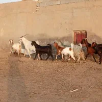 بز  نیدی|حیوانات مزرعه|امیدیه, |دیوار
