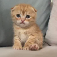 بچه گربه اسکاتیش فولد