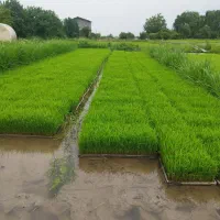 بذر شالی فجر سوزنی  ندا بینام طارم هاشمی