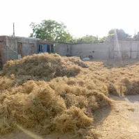 زیره بوجاری شده تمیز