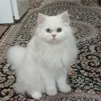 زیباترین پرشین کت با دو رنگ چشم