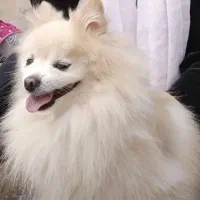 پامر روباهی نر