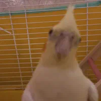 عروس هلندی نر ۸ ماهه
