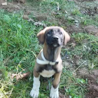 واگذاری سگ نگهبان