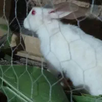 خرگوش
