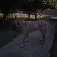 سگ سرابی