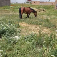 مادیان جوان