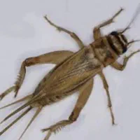 جیرجیرک زنده