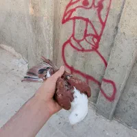 کلاغ سرخ ماده