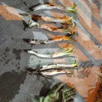 کنگر فرنگی درجه یک تمیز