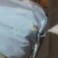 عروس هلندی بالغ مست سخنکو ۱۴ کلمه