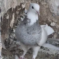 نر کفتر طوقی