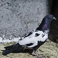 کبوتر