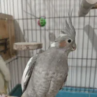 عروس هلندی ماده سالم