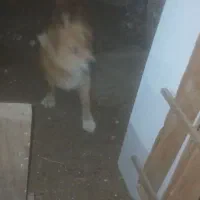 واگذاری سگ گله