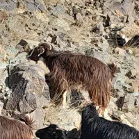 بز بومی|حیوانات مزرعه|قم, صفائیه|دیوار