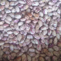 عرضه برنج و حبوبات با کالابرگ