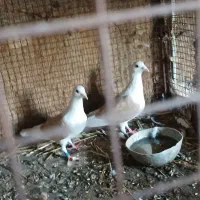 ‌کبوتر دو کت