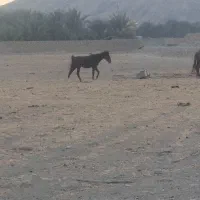 اسب