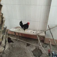 خروس